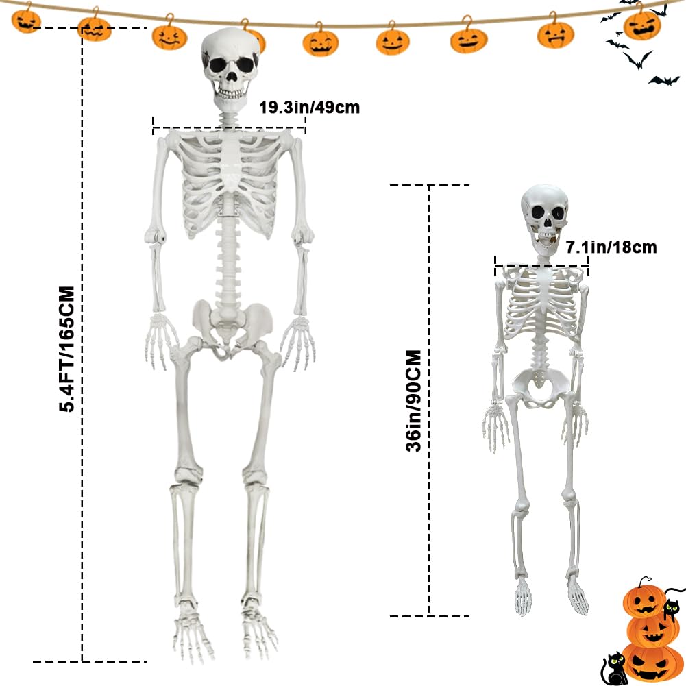 Life Size Skeleton with Movable Joints U3889