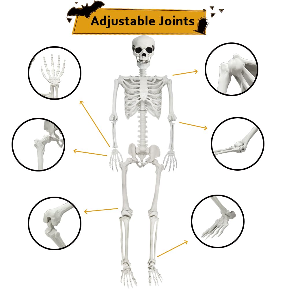 Life Size Skeleton with Movable Joints U3889