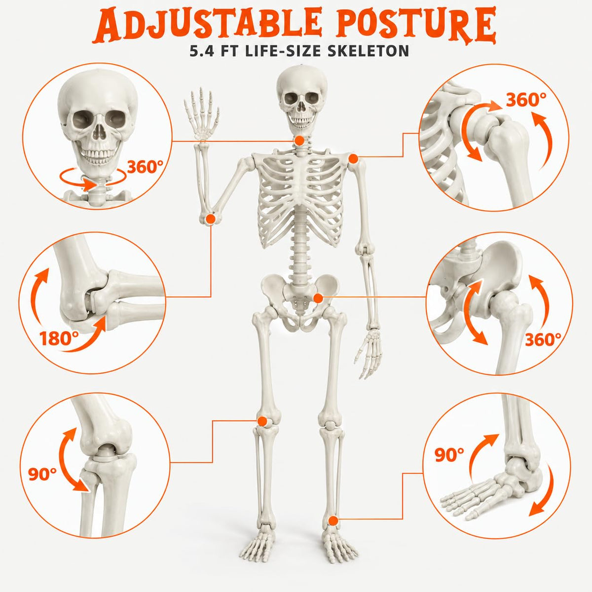 5.4FT Posable Life Size Skeleton with Movable Joints T72562