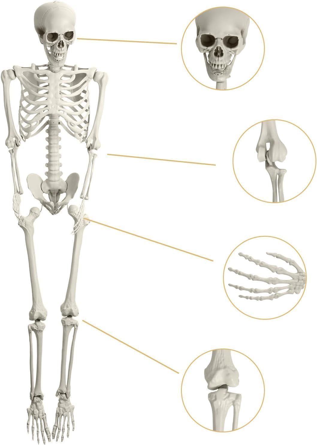 5.4ft Posable Plastic Skeleton A703917