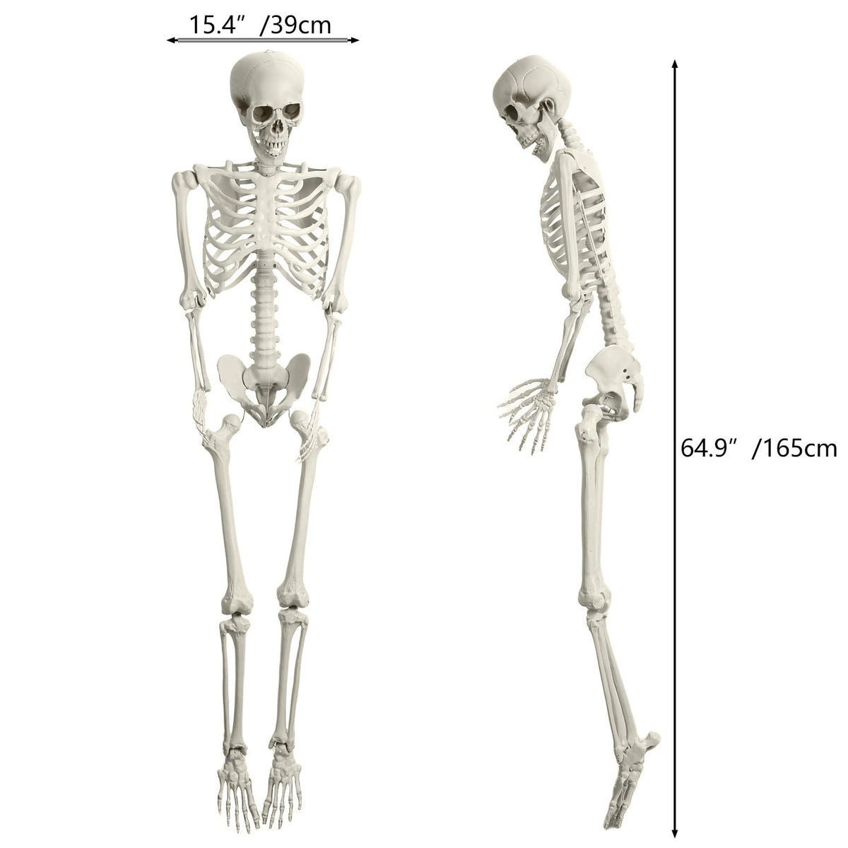 5.4FT Posable Life Size Skeleton with Movable Joints T72562