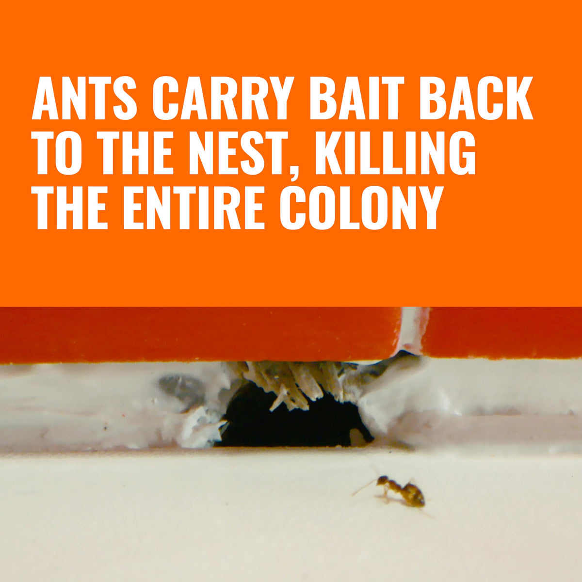Liquid Ant Killer Bait Stations 12-Pack X8072
