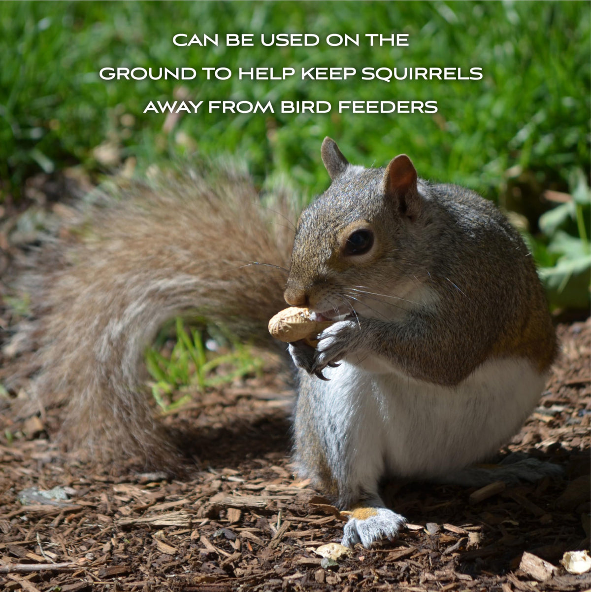 Shell Peanuts 5 pounds O2837